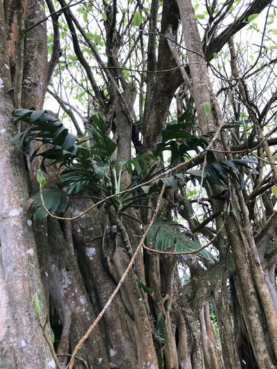 Monstera pinnatipartita, photographed by Skjold Søndergaard