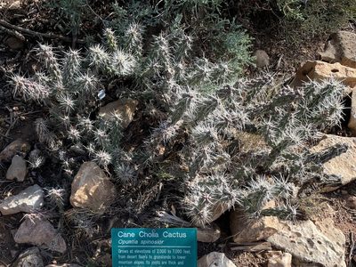 Cylindropuntia whipplei, photographed by lejones417