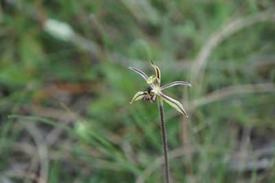 Caladenia barbarossa, photographed by John Van Den Nouwelant