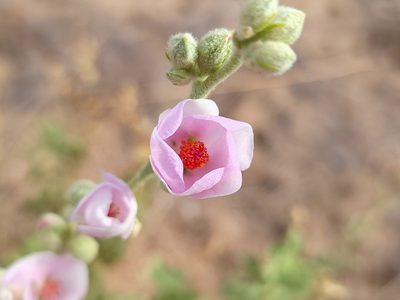 Malacothamnus orbiculatus, photographed by Daniel S.