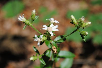 Sericocarpus asteroides, photographed by Zihao Wang