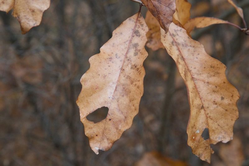 Quercus prinoides, photographed by jimsox