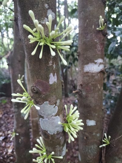 Phaleria clerodendron, photographed by Matthew Borella