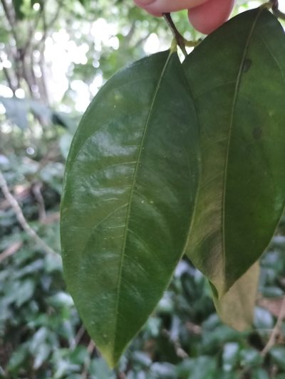 Phaleria clerodendron, photographed by Matthew Borella