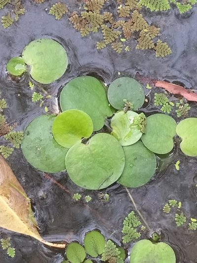 Hydrocharis laevigata, photographed by Matthew Borella