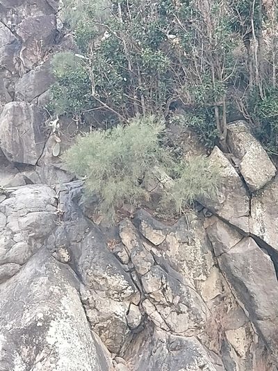 Genista tenera, photographed by Vítor Jorge