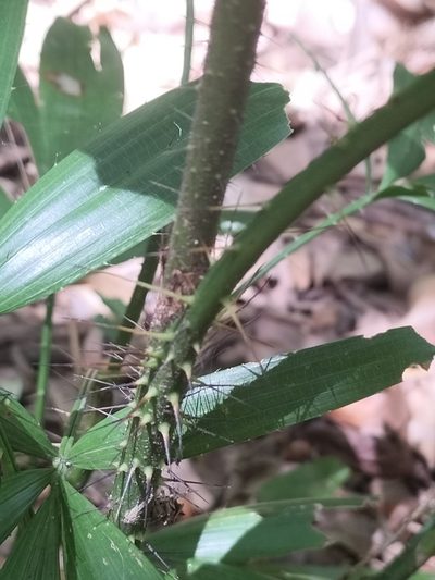 Calamus caryotoides, photographed by Matthew Borella