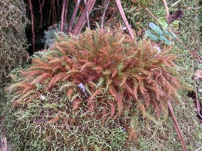 Pyrrhobryum spiniforme, photographed by David Anderson