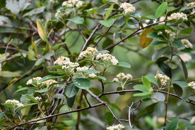 Cotoneaster glaucophyllus, photographed by Thomas Mesaglio