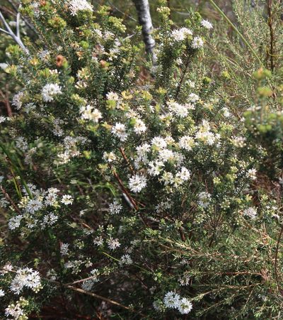 Agathosma planifolia, photographed by Di Turner