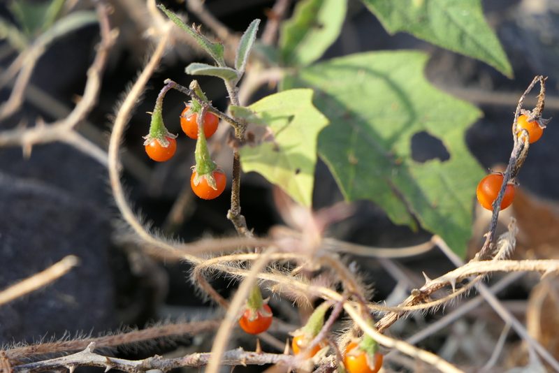 Solanum hovei, photographed by Dinesh Valke