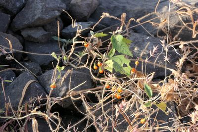 Solanum hovei, photographed by Dinesh Valke
