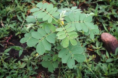 Senna uniflora, photographed by adel-fridus