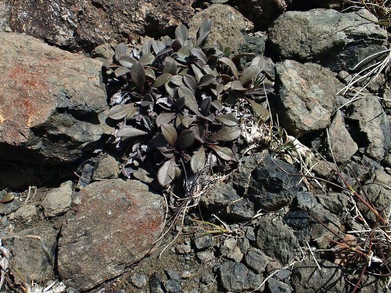 Myosotis monroi, photographed by Duncan Cunningham
