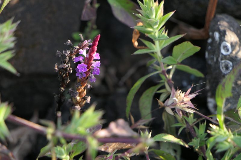 Striga gesnerioides, photographed by Dinesh Valke