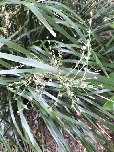 Lomandra hystrix, photographed by Matthew Borella