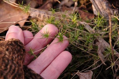 Sabulina michauxii