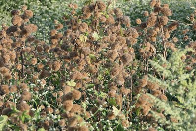 Girardinia diversifolia, photographed by Dinesh Valke