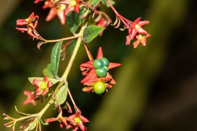 Clerodendrum indicum, photographed by Richard Stovall
