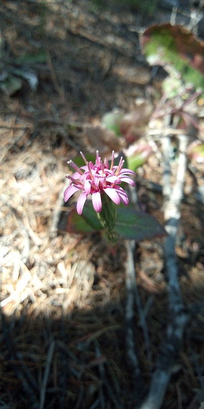 Acourtia purpusii, photographed by Leticia Jiménez Hernández