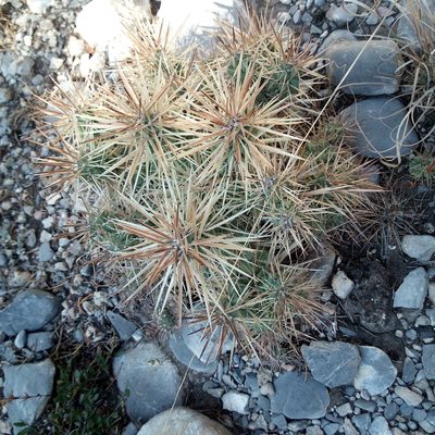 Cylindropuntia tunicata, photographed by Leticia Jiménez Hernández