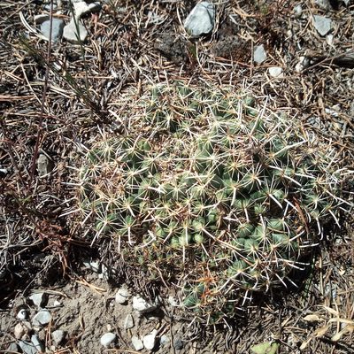 Coryphantha delicata, photographed by Leticia Jiménez Hernández