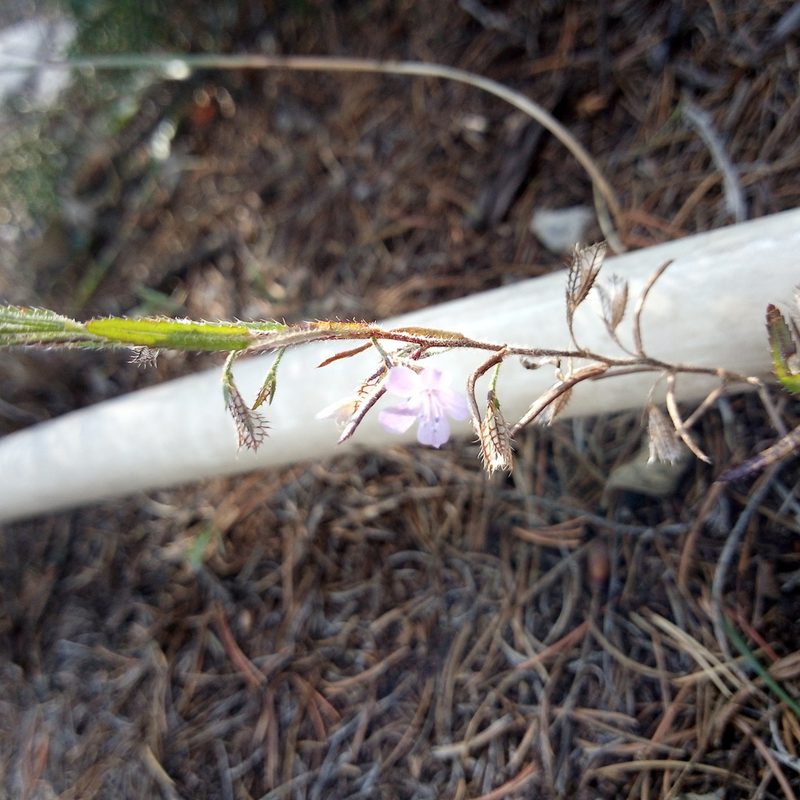 Loeselia coerulea, photographed by Leticia Jiménez Hernández