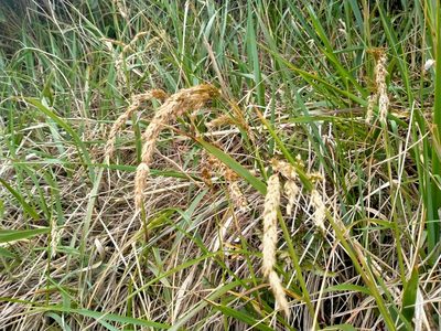 Anthoxanthum redolens, photographed by John Barkla