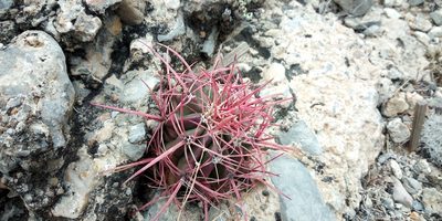 Ferocactus piliferus, photographed by Leticia Jiménez Hernández