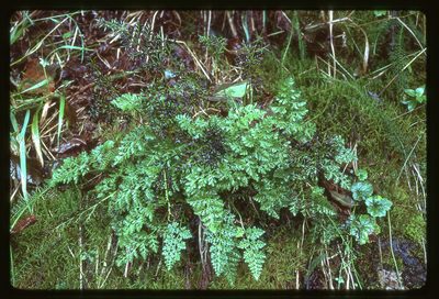 Cryptogramma sitchensis, photographed by Ed Alverson