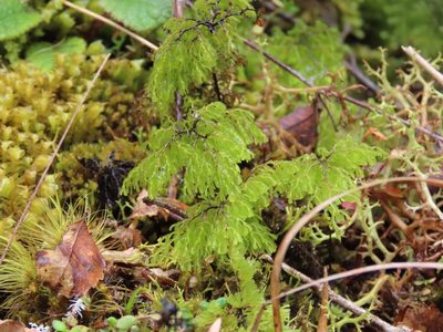 Hymenophyllum multifidum, photographed by rempson