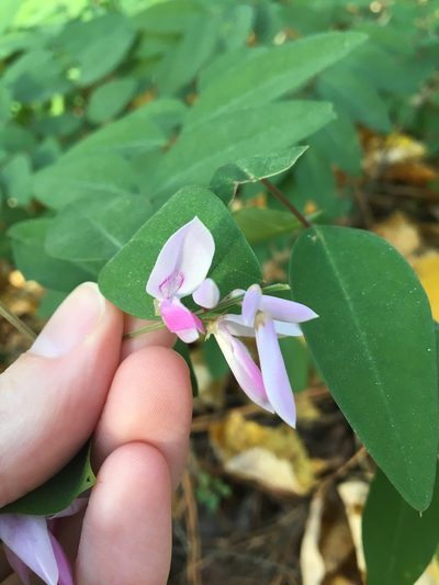 Indigofera decora, photographed by Jessica