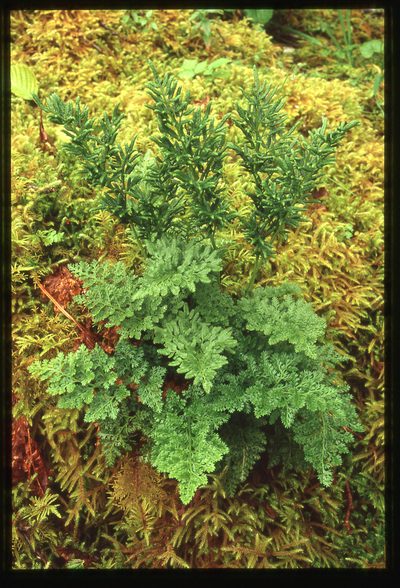Cryptogramma sitchensis, photographed by Ed Alverson