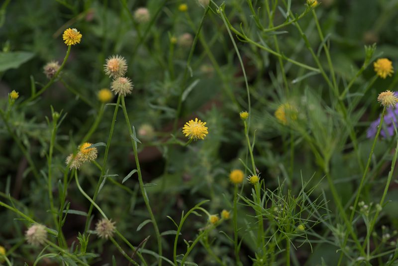 Calotis lappulacea, photographed by Bruce Cathie