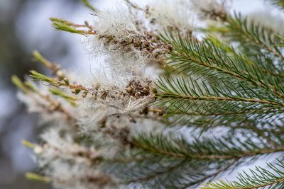 Melaleuca alternifolia, photographed by Bruce Cathie