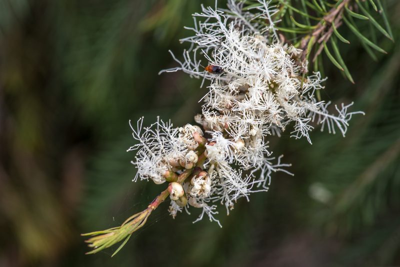 Melaleuca alternifolia, photographed by Bruce Cathie