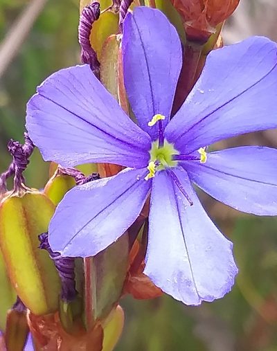 Aristea racemosa, photographed by kevin koen