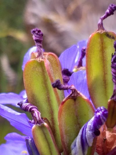 Aristea racemosa, photographed by kevin koen