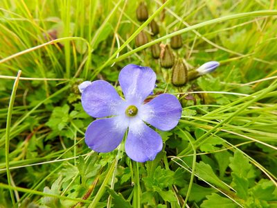 Cyananthus lobatus, photographed by Hopeland