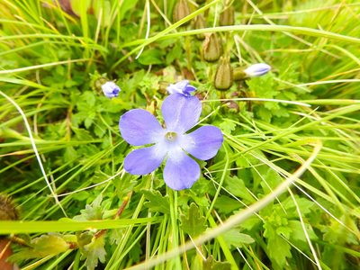 Cyananthus lobatus, photographed by Hopeland