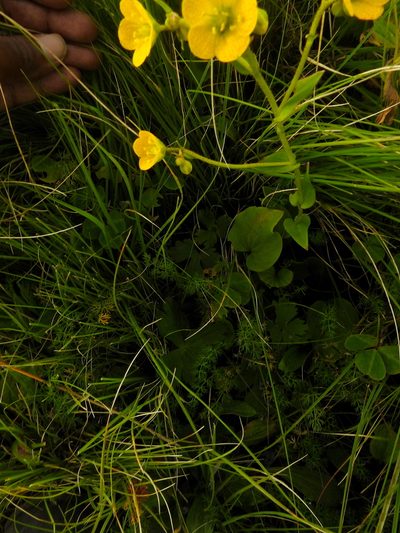 Saxifraga parnassifolia, photographed by Hopeland