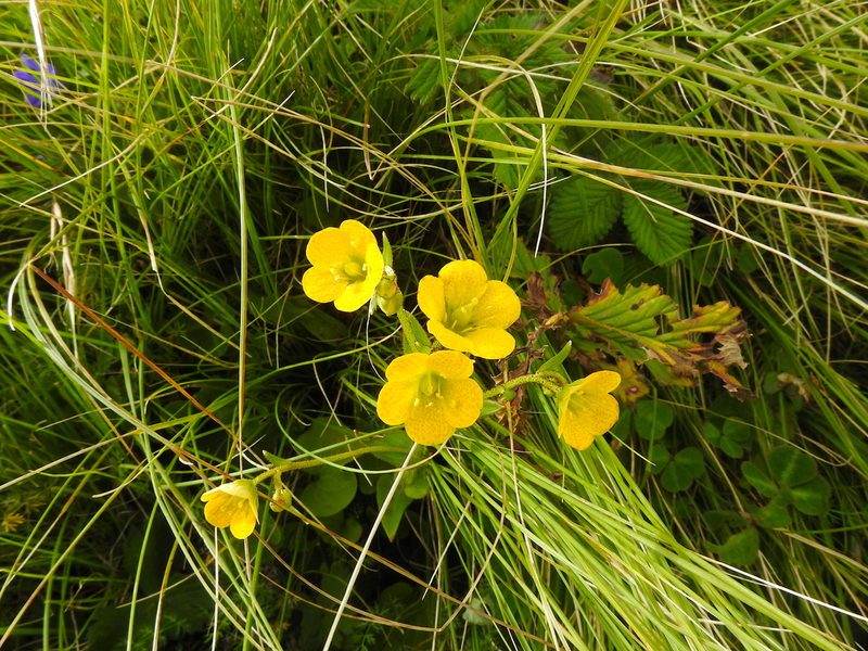Saxifraga parnassifolia, photographed by Hopeland