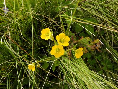 Saxifraga parnassifolia, photographed by Hopeland