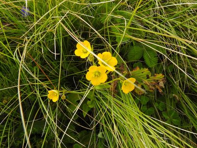Saxifraga parnassifolia, photographed by Hopeland