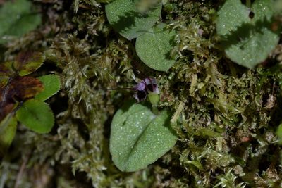 Corybas oblongus, photographed by Christopher Stephens