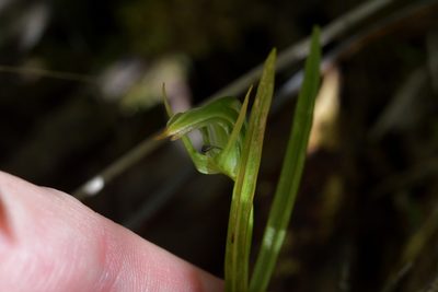 Pterostylis graminea, photographed by Christopher Stephens