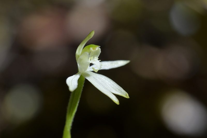 Caladenia nothofageti, photographed by Christopher Stephens