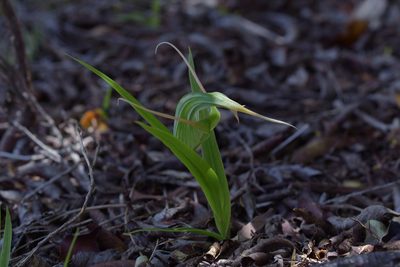 Pterostylis banksii, photographed by Christopher Stephens