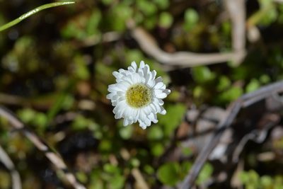 Anaphalioides alpina, photographed by Christopher Stephens