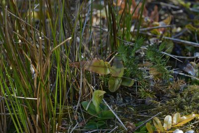 Pterostylis venosa, photographed by Christopher Stephens